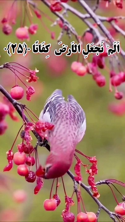 Islamic information and recitation of Quraan