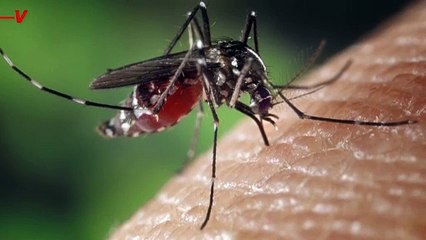 New Hampshire Man Dies After Mosquito Bite Transmits Rare Disease