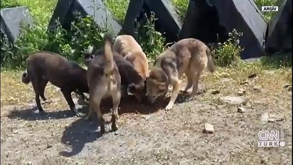 Video Haber | ''Mama alıp barınak yapacağız'' vurgunu!