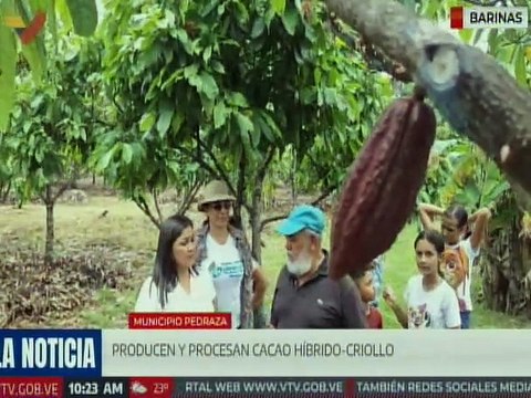 Barinas | La Unidad de Producción Familiar Buena Vista impulsa la producción de cacao híbrido