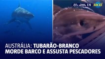 Tubarão-branco ataca barco e assusta pescadores na Austrália