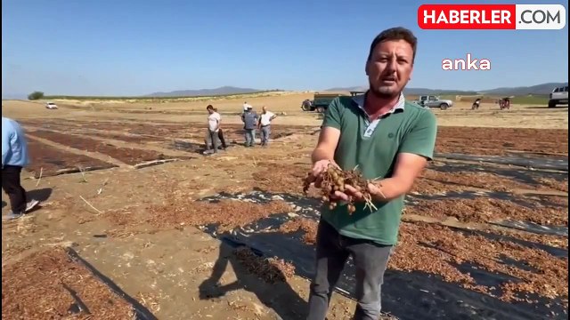 Manisa Salihli'de Üzüm Üreticileri Destek Bekliyor
