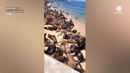 Sea lions invade California's San Carlos Beach