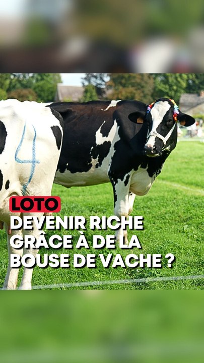Le loto le plus dingue est tiré par des vaches