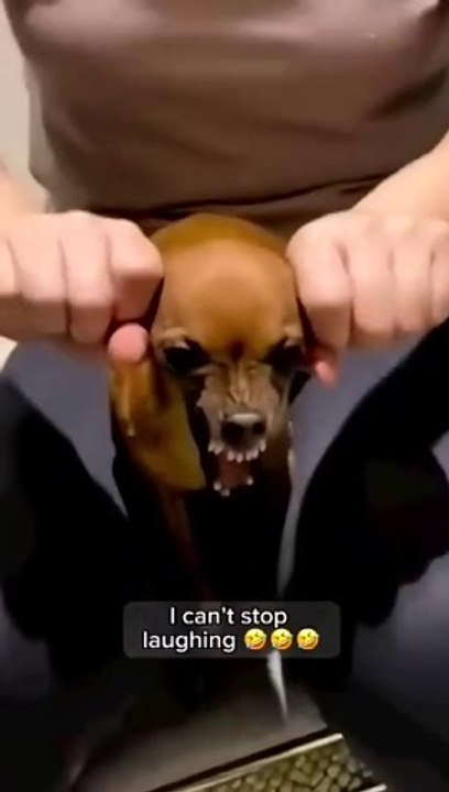 funny animals video #shortvideo #shorts