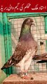 Ustad Malik Mohkam's Pigeon