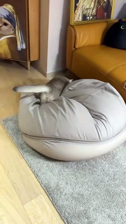 This kitty loves her bed