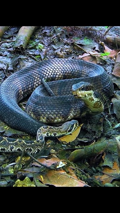 How snake eat