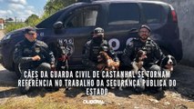 Cães da Guarda Civil de Castanhal se tornam referência no trabalho da segurança pública do estado