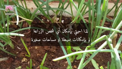 زراعة البصل في المنزل بطريقة جديدة planting onions at home in new method