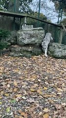 snowleopard #bigcat #cub #snowleopardcub #catsoftiktok #cat #cute #zookeeper #zookeeper