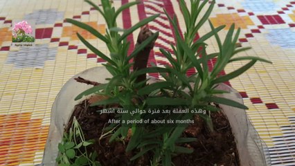 زراعة اكليل الجبل  من العقلة planting rosemary from cutting