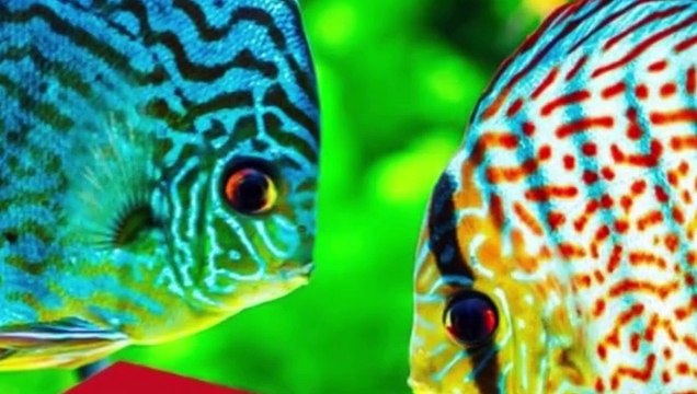 Top 5 Aquariums for Beginners: Expert Advice for a Thriving Tank #fishcaretips #fishkeeping #fish