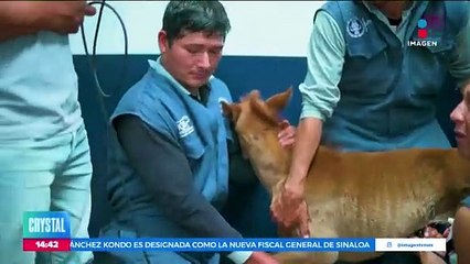 Científicos de la Universidad de Perú logran clonar una yegua