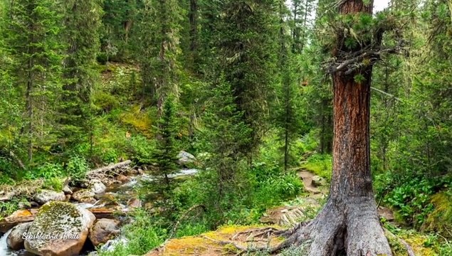 Yoga and Spa Music: Relax Your Mind and Body with Deep Healing Sounds