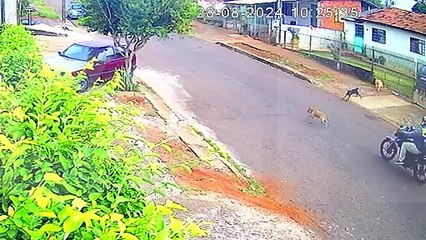 Encurralado! Homem é perseguido por cachorros pouco antes de cair de moto no Periolo