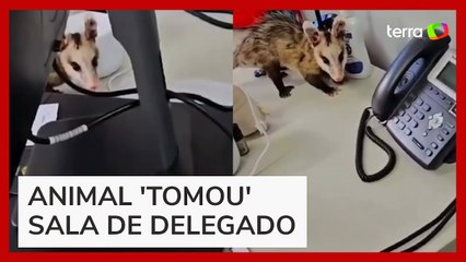 Saruê 'invade' delegacia de crimes contra animais e faz xixi na sala do delegado