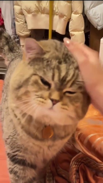 Cat calling Ngeng Ngeng