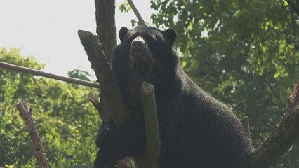 독일 쾰른 동물원, 멸종위기종인 안경곰 '한스' 공개 / YTN