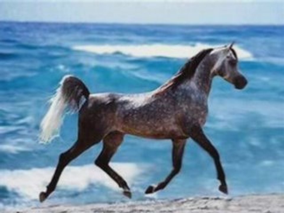 Les chevaux