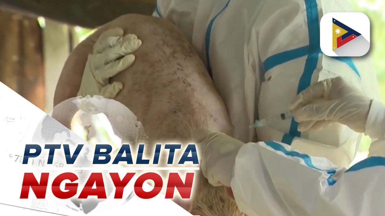 DA, sinimulan na ang pagbabakuna kontra ASF sa Batangas