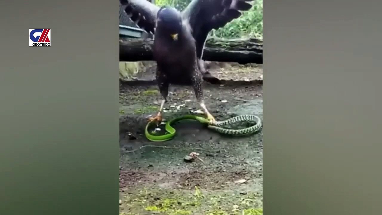 EAGLE ATTACKS WOLF