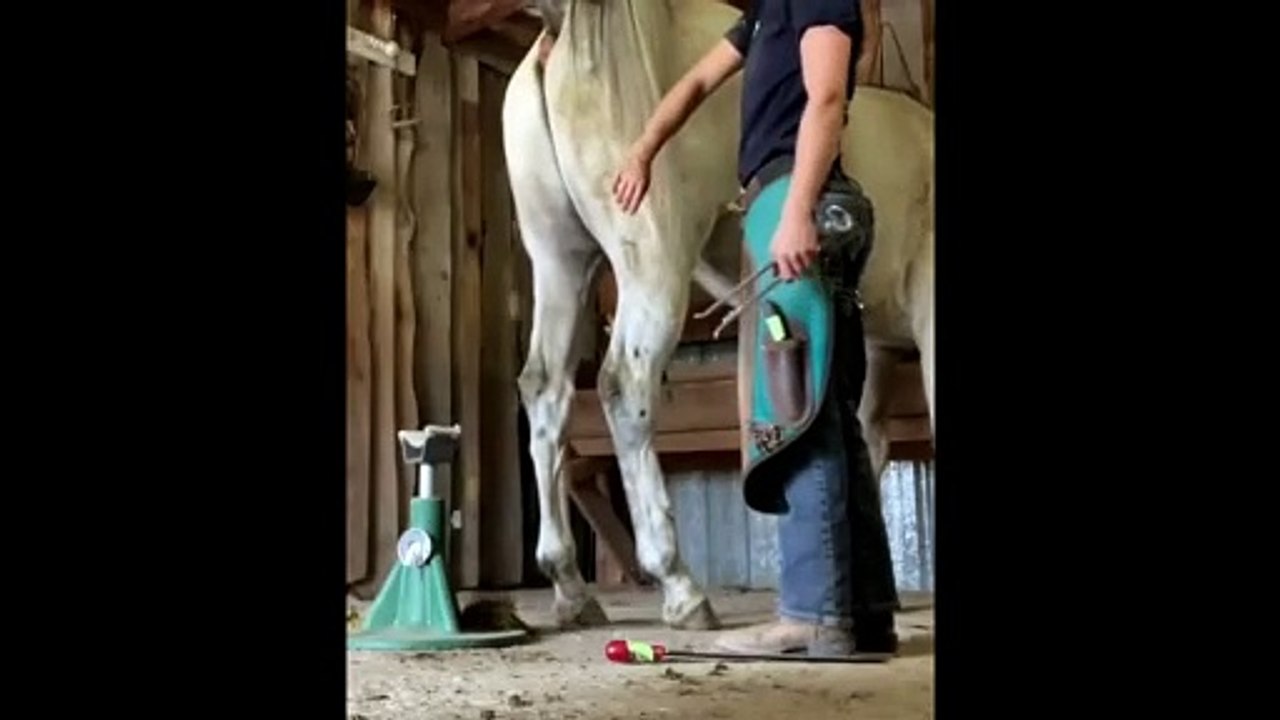 Horse Shit ... Poop