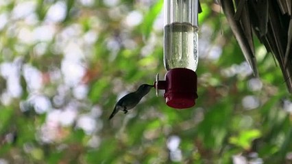 El ave más pequeña del mundo tiene una casa con jardín en Cuba
