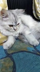 Playing with a beautiful cat