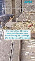Unlikely internet stardom of the Collins Street peregrine falcons