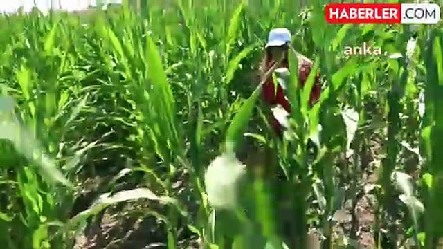 SON DAKİKA NARİN NEREDE? Narin bulundu mu? Narin'in abisi neden gözaltına alındı? 29 Ağustos son dakika gelişmeleri...