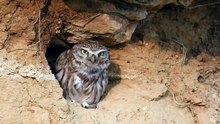 The Little Owl: Close Up HD Footage (Athene noctua)