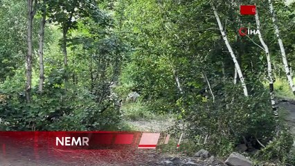 Nemrut'a pikniğe giden vatandaşlar ayı sürprizi ile karşılaşıyor