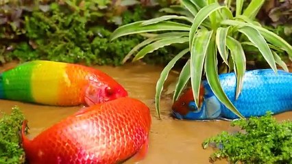 재미있는 스톱 모션 만화 LEGO FISH _ 아기 상어, 무지개 아기 물고기 _ Mukbang 바다 게, 메기