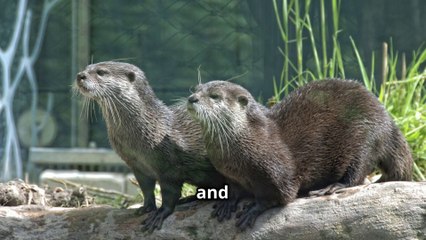 "Why Otters Hold Hands While Sleeping" -  Simply Amazing !