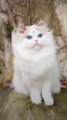 most beautiful cats of the world