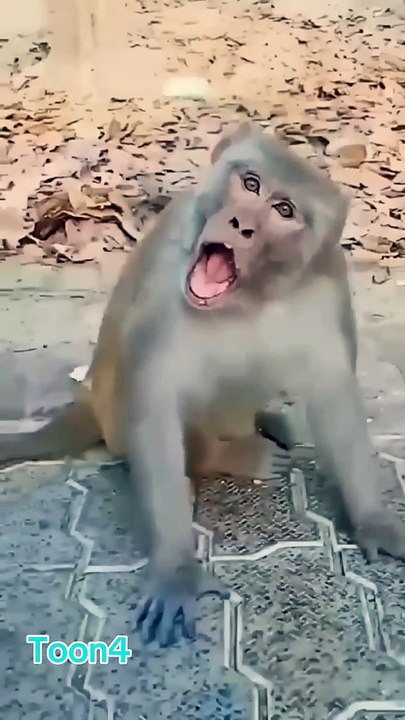 monkey  _ cute baby  funny video _comedy _cutebaby _funnyvideos _money(720P_HD)