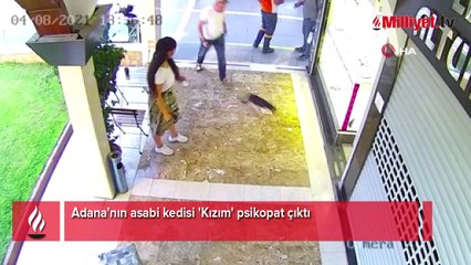 Adana'nın asabi kedisi 'Kızım' psikopat çıktı