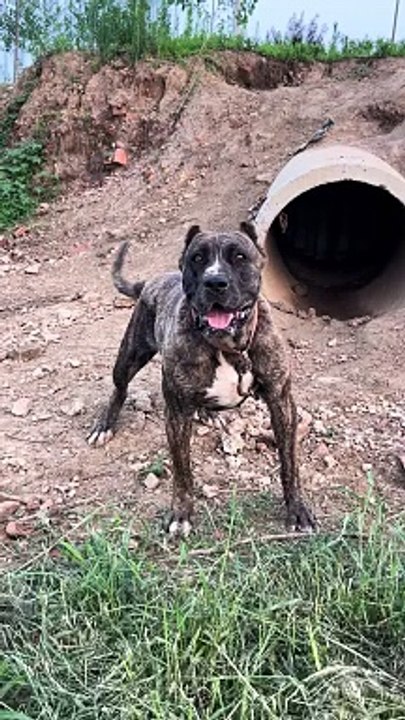 Aggressive Presa Canario Dog