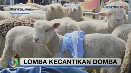 Lucu dan Menggemaskan, Domba Batur pada Lomba Kecantikan Domba