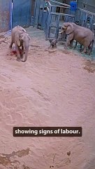 Cria de elefante nasce em zoo da Califórnia