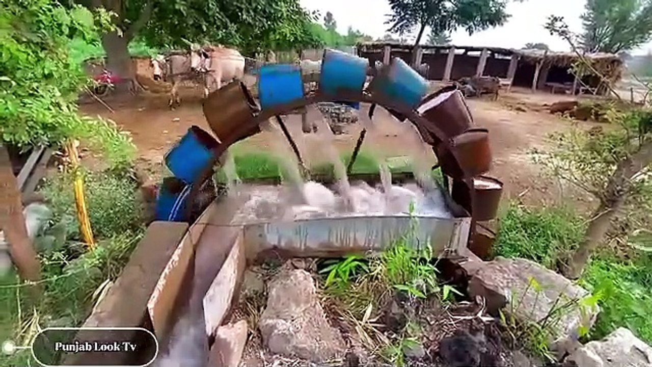 الري التقليدي لرفع المياه بالثيران