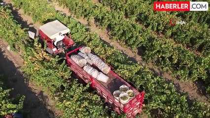 Manisa Ovalarında Renk Cümbüşü