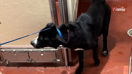 Elle part prendre son bus : la forme qui l'attend sous le banc lui arrache un cri d'horreur (vidéo)