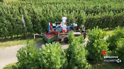 Al via la raccolta delle mele nelle valli trentine