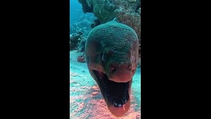 Les exploits aux jeux paralympiques laissent cette murène bouche bée !