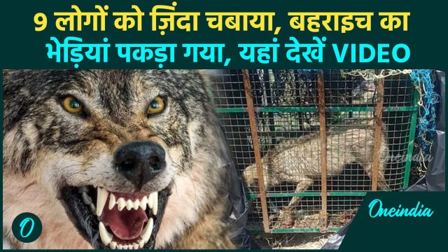 Bahraich Wolf Attack Video: 9 लोगों को ज़िंदा खाया, ऐसे पकड़ा गया बहराइच का भेड़ियां | वनइंडिया हिंदी