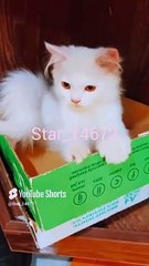 White cat #cat #star5002 #cuteanimal #youtube #funny @star_14672