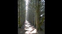 Rangées d'arbres (montage artistique)
