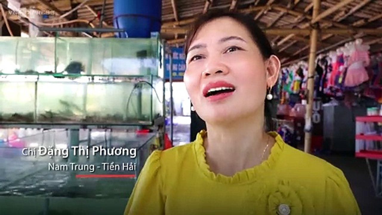 Đàn cá heo kéo về săn mồi ở biển Thái Bình
